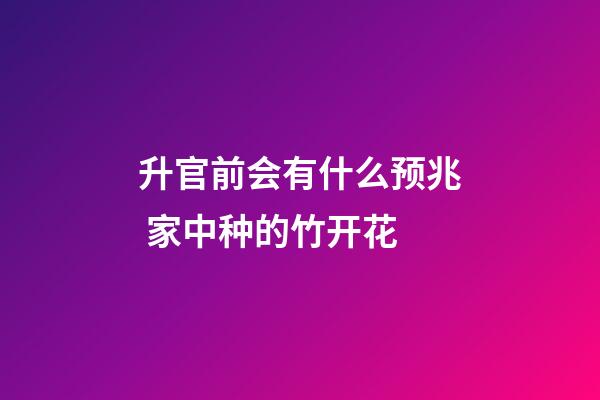 升官前会有什么预兆 家中种的竹开花